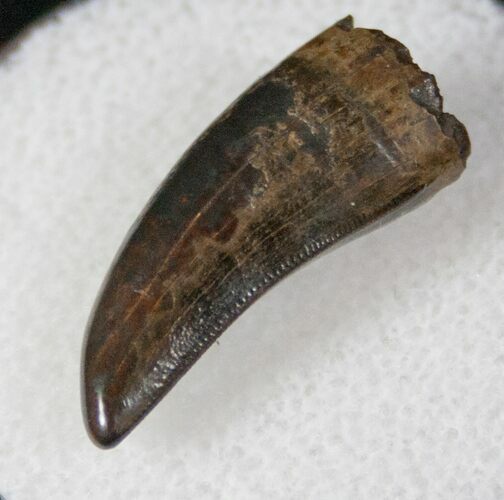 Baby Tyrannosaur Tooth - Hell Creek Formation #13393